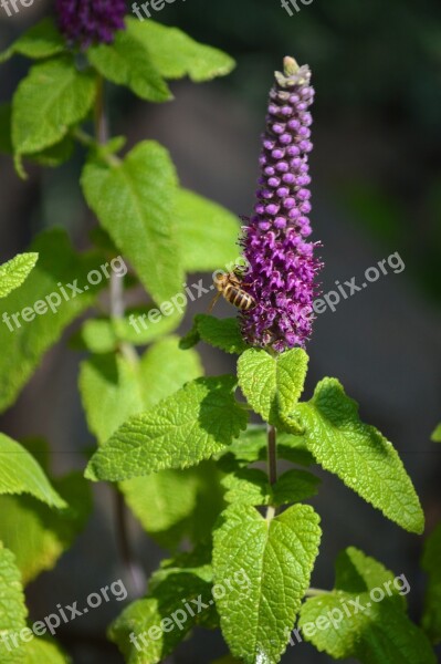 Mint Herbs Tea Herbs Blue Medicinal Herbs