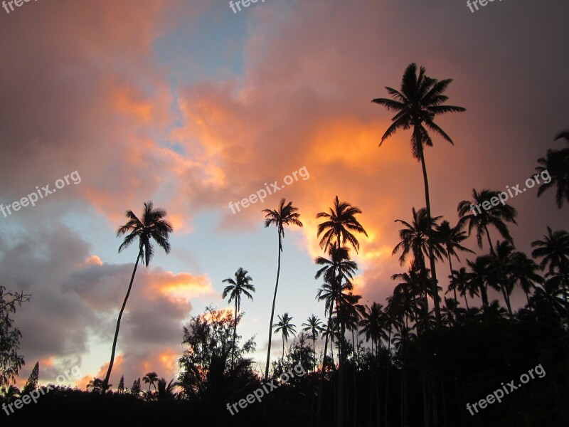 Coconut Tree Sunrise Hawaii Free Photos