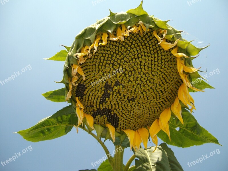 Sunflower Seeds Plant Organic Flower