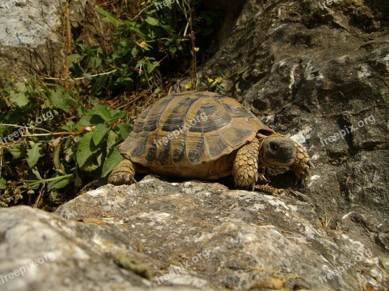 Turtle Rocks Nature Animal Reptile