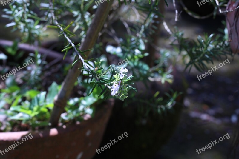 Rosemary Flower Green Purple Lilás