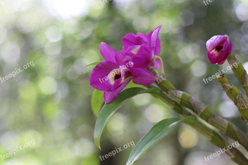 Orquidea Purple Bokeh Garden Nature