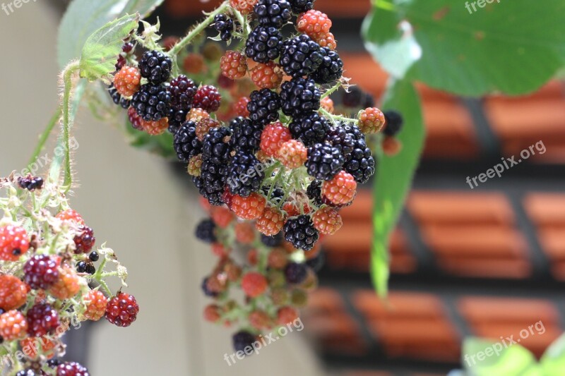 Raspberry Berry Fruit Red Free Photos