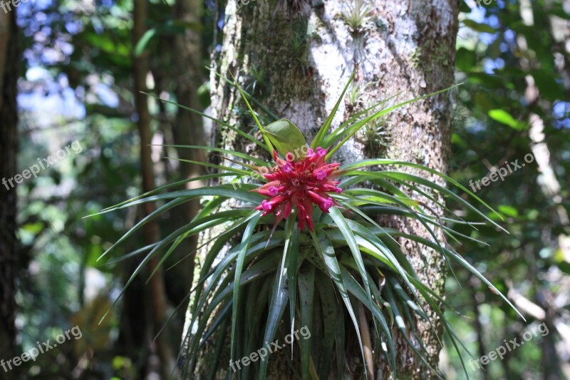 Bromelia Flower Orquidea Free Photos