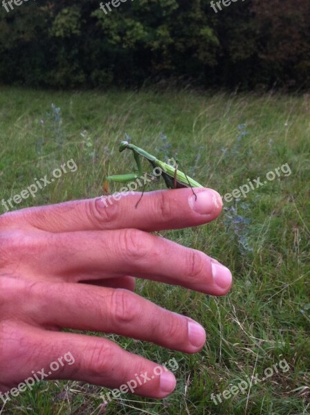 Praying Mantis Insect Animals Nature Free Photos