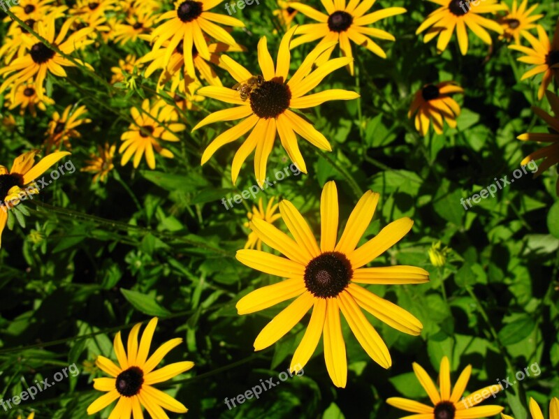 Daisies Flower Yellow Daisy Summer