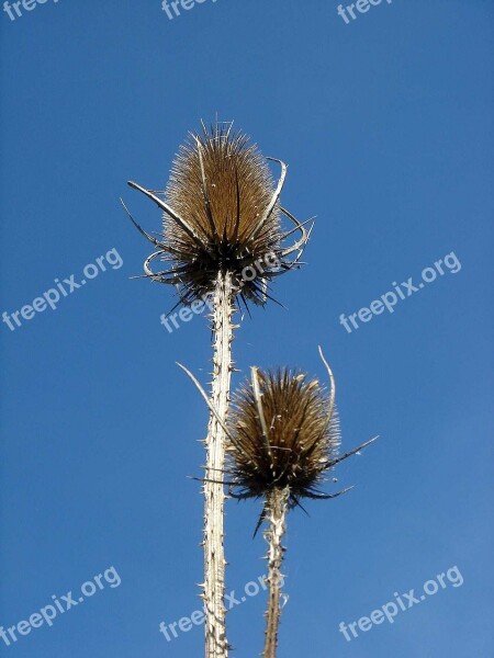 Sky Blue Thistle Wild Flowers Couple