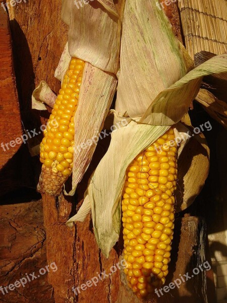 Corn Dry Harvest Autumn Decoration