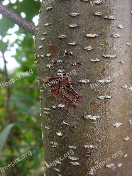 Tree Strain Bark Surface Detail