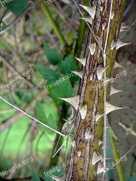 Spines Sharp Raspberry Pain Detail