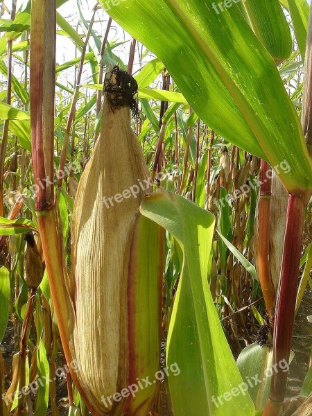 Corn Ear Field Autumn Harvest