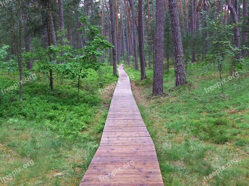 Way Wood Trees Nature Peace