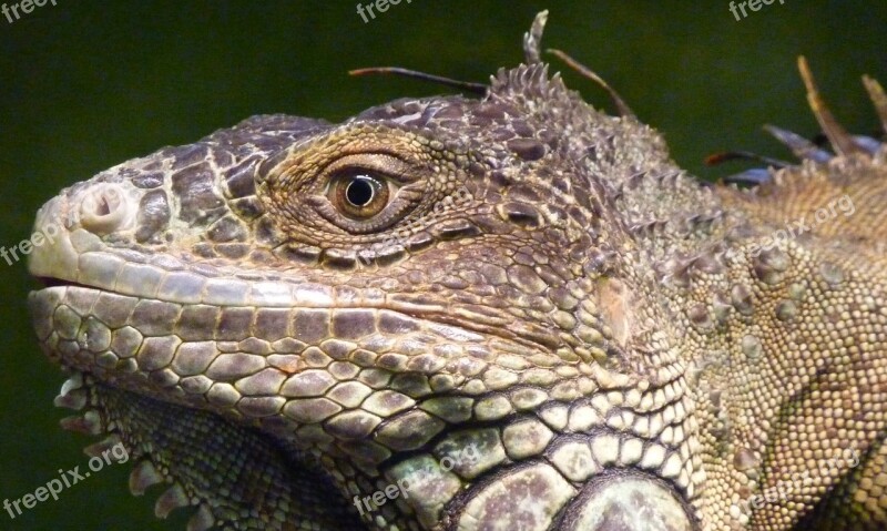 Iguana Reptile Lizard Profile Face