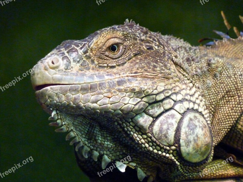 Iguana Reptile Lizard Profile Face