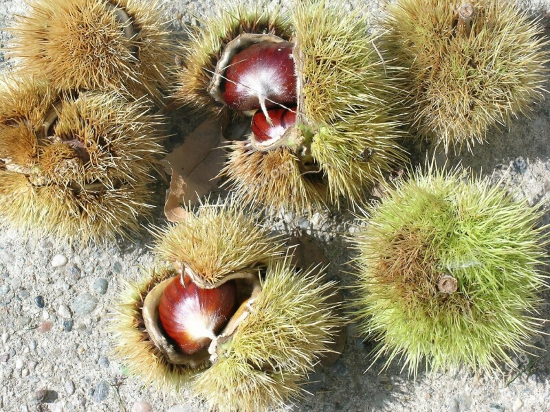 Chestnuts Curly Autumn Free Photos