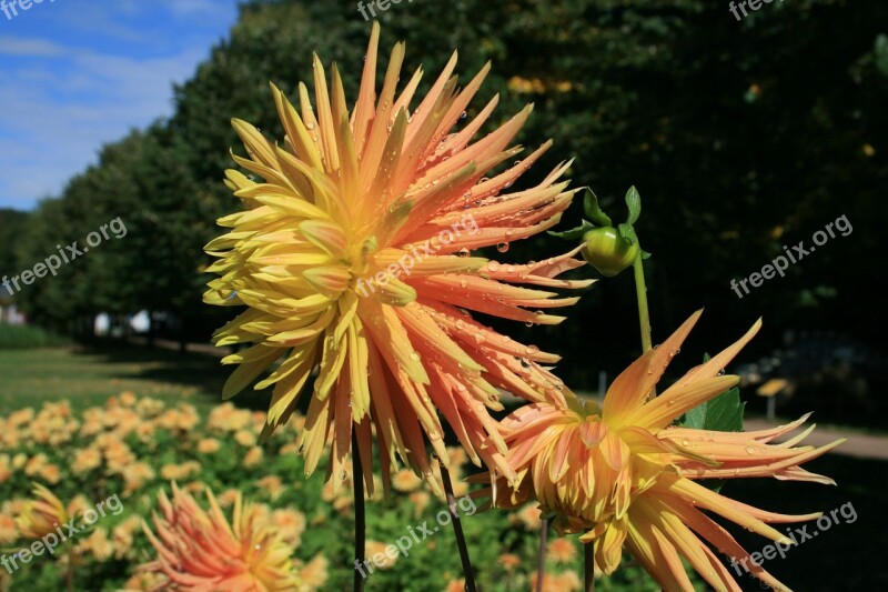 Dahlia Autumn September Blossom Bloom