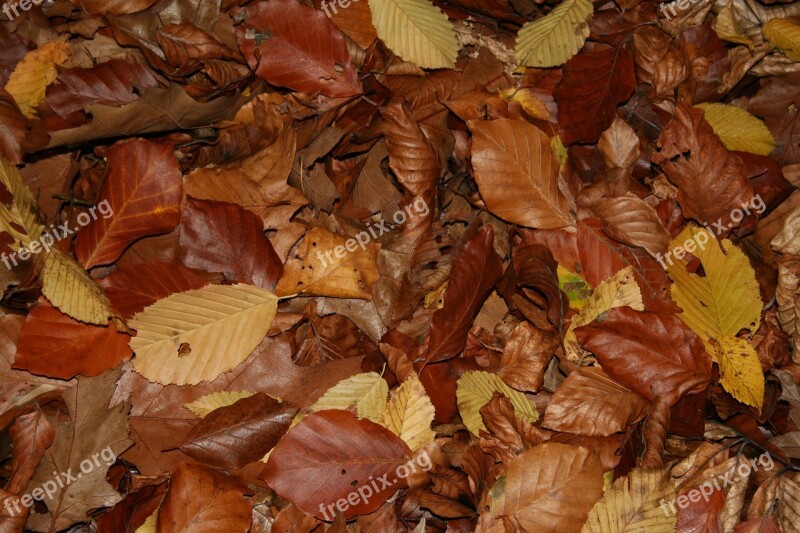 Leaves Colorful Autumn Colored Nature