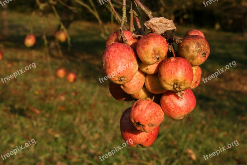 Apple Autumn Fruit Harvest Apple Tree