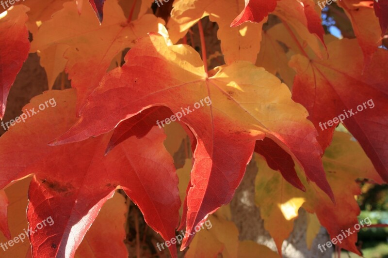 September Colorful Autumn Color Leaf