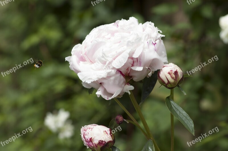 Peony Bee Flower Free Photos