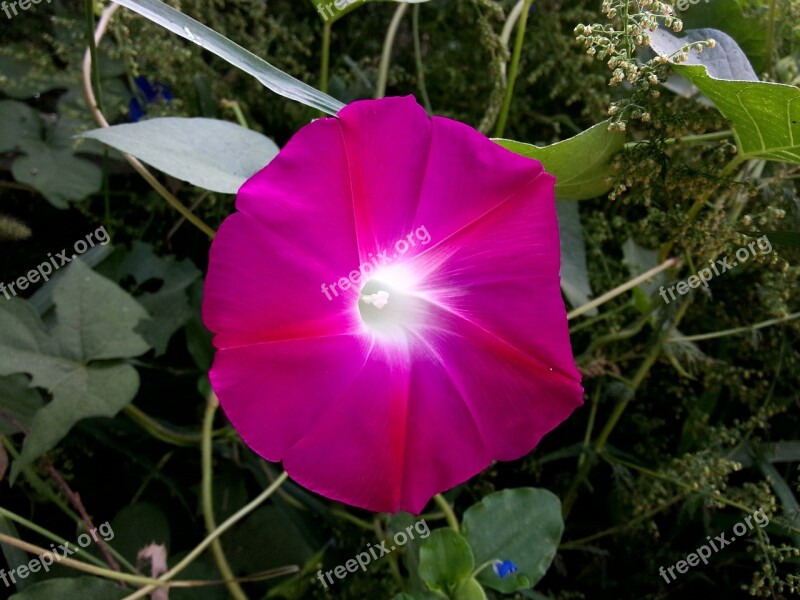 Morning Glory Sea Of Flowers Plant Free Photos