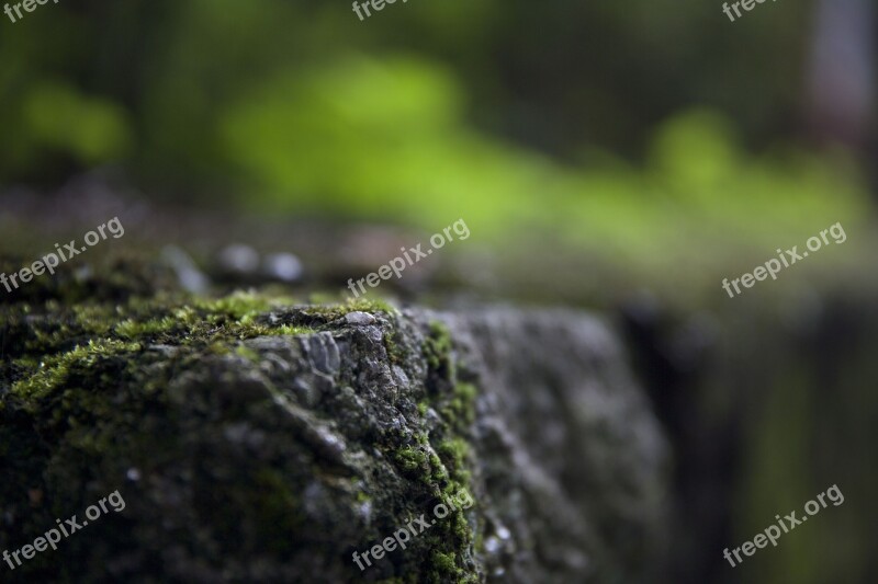 Moss Stone The Scenery Free Photos