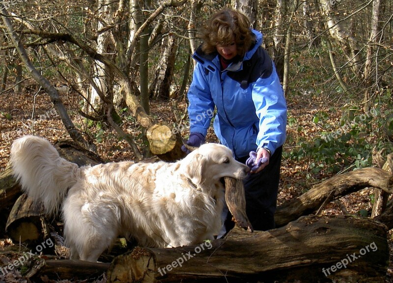 Retriever Labrador Dog Purebred Pedigree