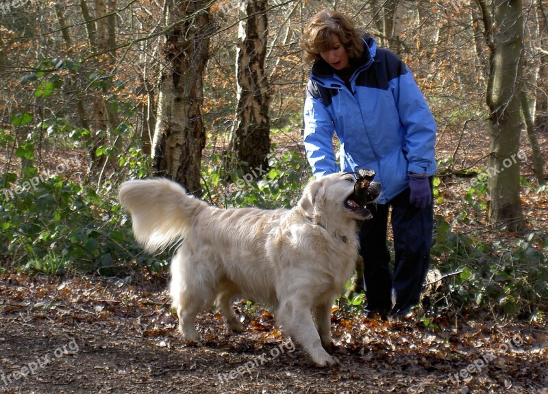 Retriever Labrador Dog Purebred Pedigree