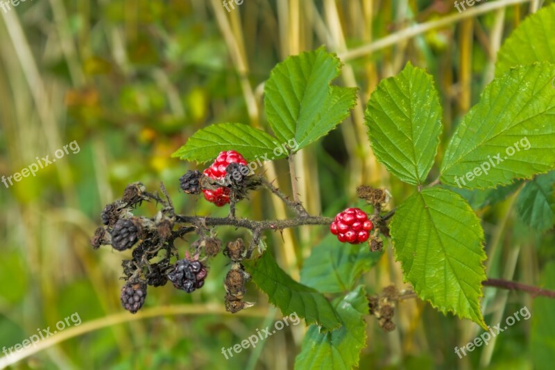 Blackberries Berry Leaf Thorns Harvest