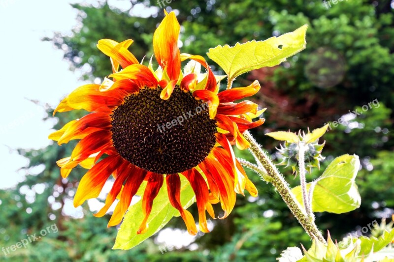 Sunflower Bloom Flower Autumn Cores