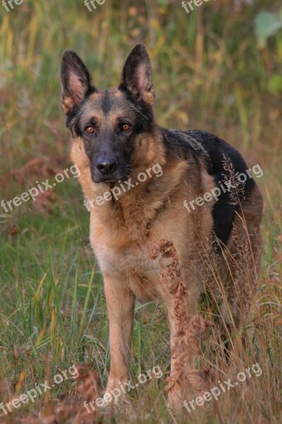 German Shepherd Dog Autumn Free Photos