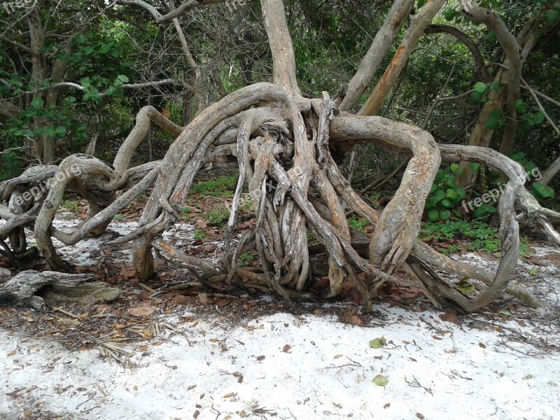 Tree Root Nature Plant Free Photos