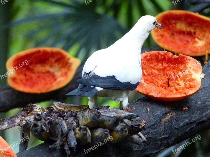 Bird Papayas Fruit Thailand Free Photos