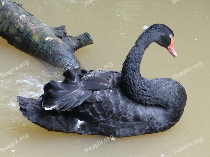 Black Swan Bird Thailand Free Photos