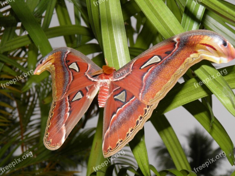 Attacus Atlas Butterfly Lepidoptera Saturniidae Moth