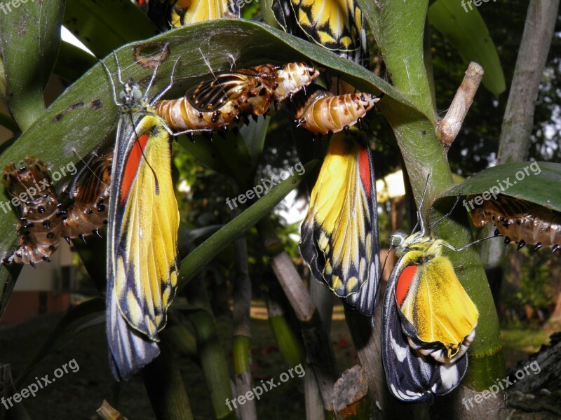 Hatching Butterflies Garden Thailand Free Photos