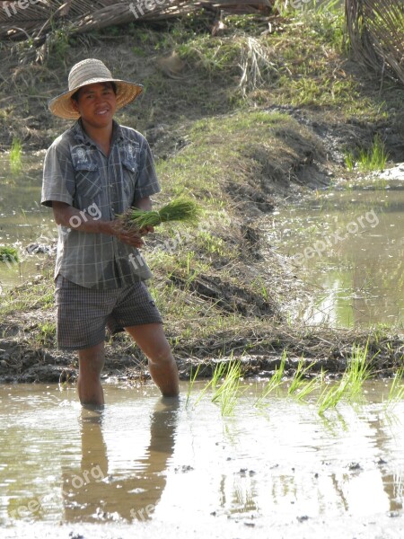 Farmer Rice Plantation Chiang Mai Thailand