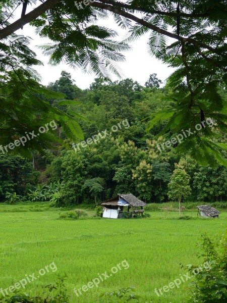 Teak Forest Lampang Thailand Free Photos