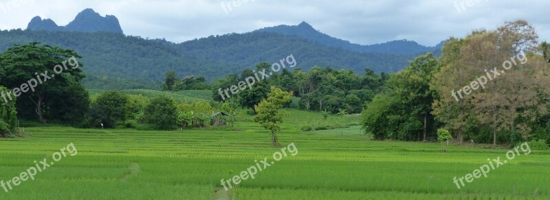 Landscape Rice Thailand Free Photos