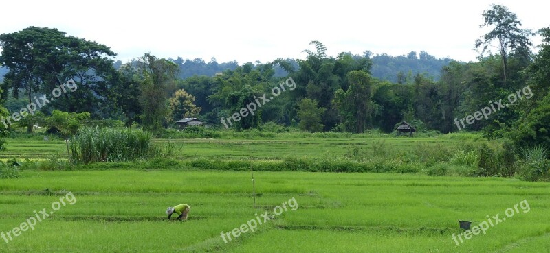 Rice Chiang Mai Thailand Free Photos