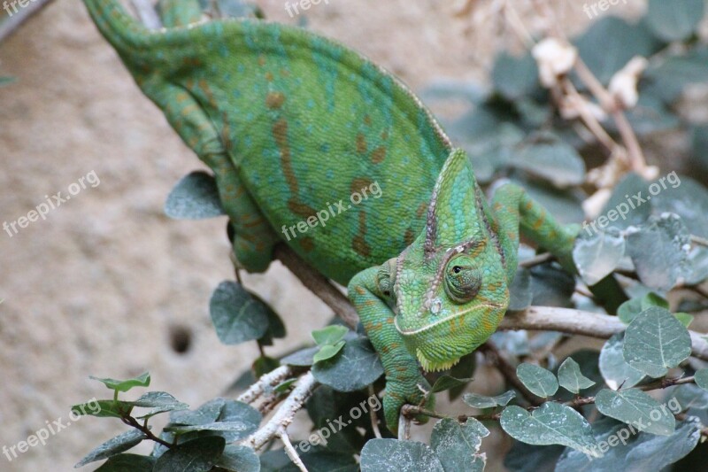 Chameleons Chamaeleonidae Green Reptile Common Chameleon