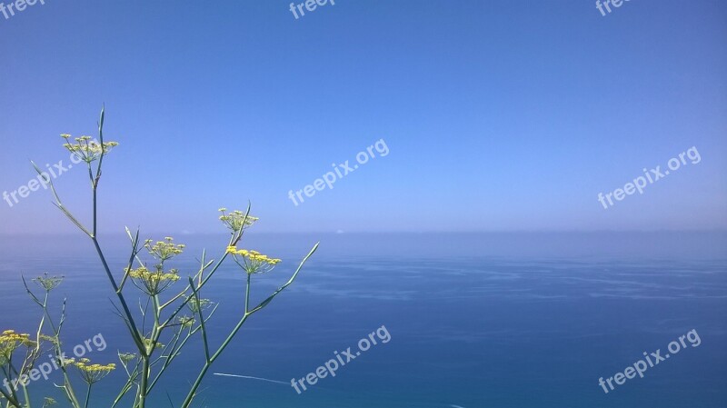 Fennel Calabria Nature Space Free Photos