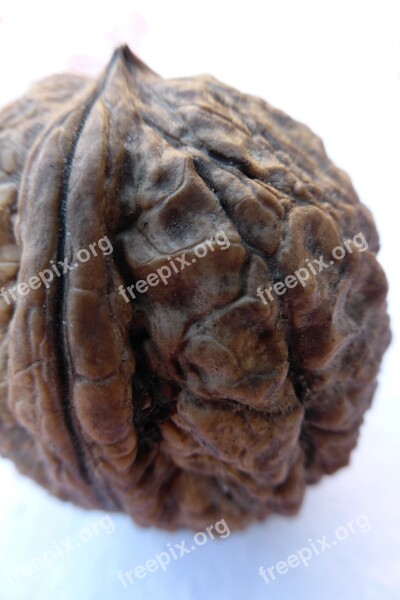 Walnut Nut Shell Wrinkled Autumn