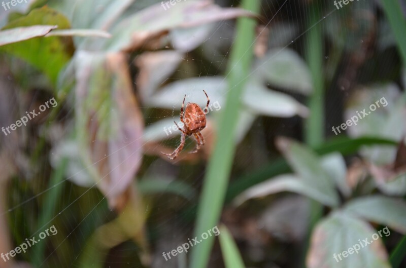 Spider Cross Orbweaver Araneus Diadematus Orbweaver Arachnid