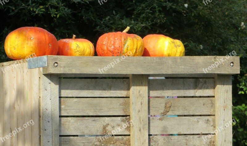 Pumpkins Autumn Fruits Season Color