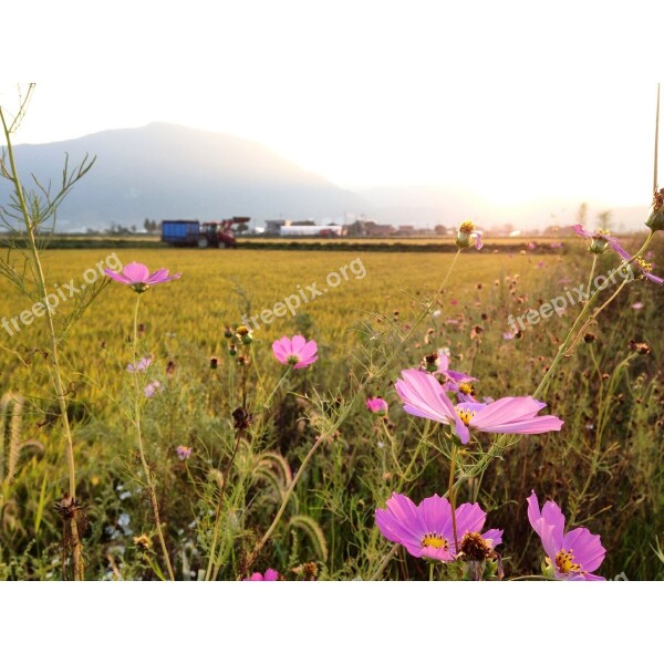 Autumn Cosmos Flowers Cloud Sky