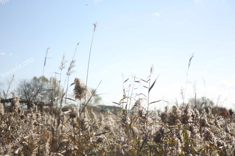 Autumn Silver Grass Sky Free Photos