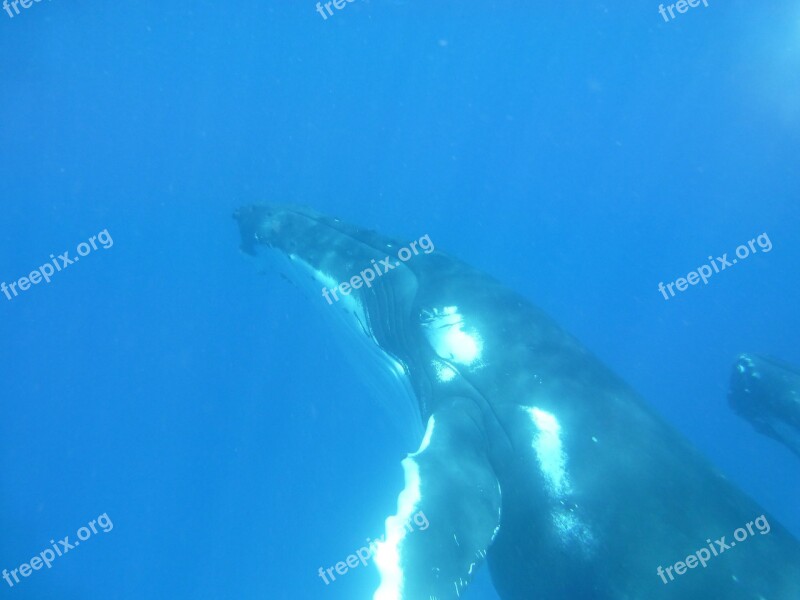 Humpback Whale Whale Cetaceans Marine Mammal