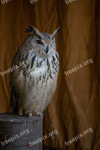 Eagle Owl Bird Animal Feather Wing