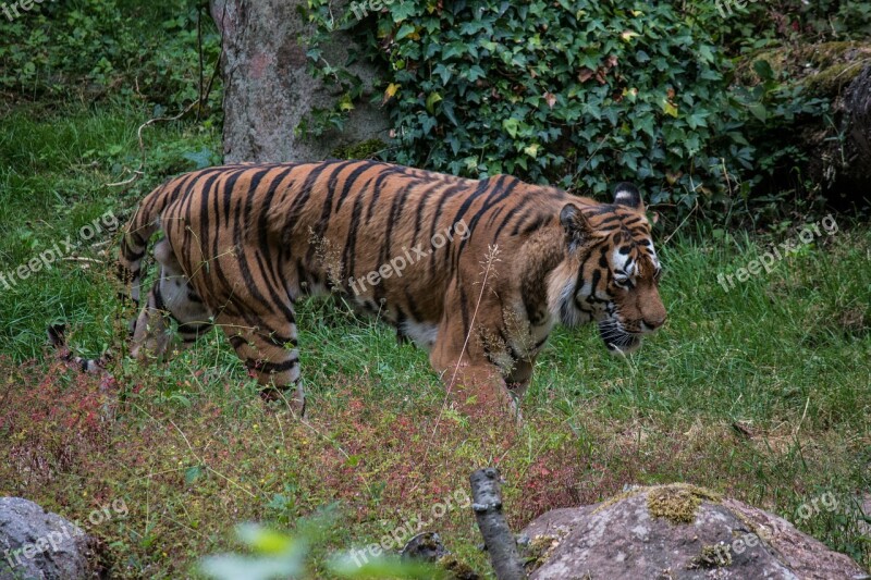 Tiger Nature Animal World Predator Cat